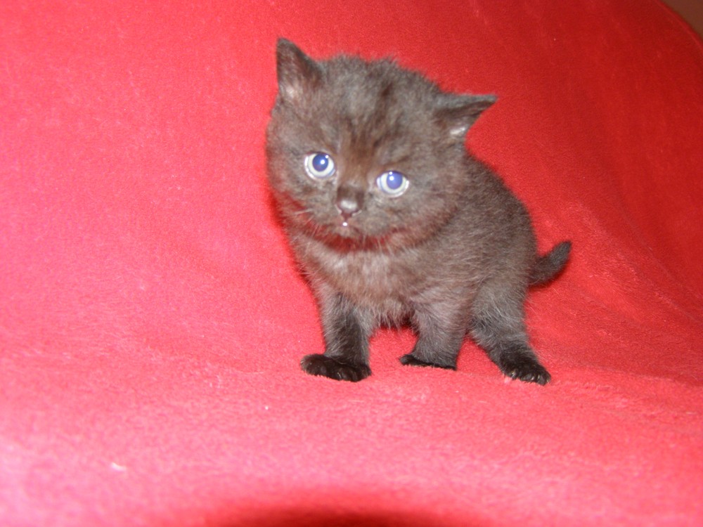 kot